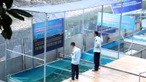 Túc trực ngày đêm canh giữ, cá koi Nhật vẫn chết trên sông Tô Lịch