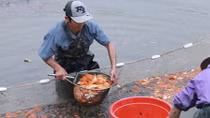 Làng nghề nuôi cá chép tất bật trước ngày Tết ông Công, ông Táo