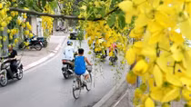 Ngẩn ngơ ngắm hoa muồng hoàng yến nhuộm vàng rực Hà Nội