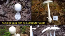 Tử vong vì ăn nấm rừng