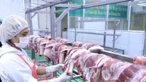 Bộ NN&PTNT yêu cầu các tỉnh, TP kiểm tra, giám sát giá thịt lợn