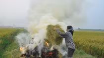Hiểm họa từ việc đốt rơm rạ 