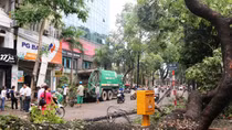 Gần 3.000 cây xanh gãy đổ ở Hà Nội: Trồng cây đúng qui trình!?