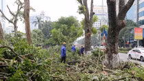 Hà Nội di chuyển, chặt hạ 130 cây xanh trên đường Kim Mã