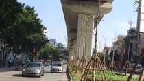 Giám đốc Cty cây xanh lên tiếng về việc trồng cây dưới đường sắt đô thị