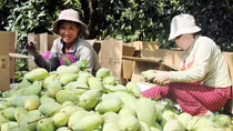 Quả xoài Việt Nam chính thức được xuất khẩu sang Mỹ