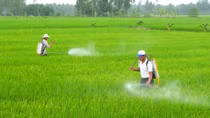 An toàn thực phẩm cần thông tin có trách nhiệm