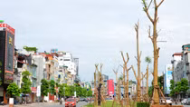 Hà Nội sẽ có phượng tím ra hoa quanh năm