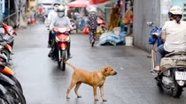 Hà Nội yêu cầu nuôi chó mèo phải đăng ký với chính quyền sở tại