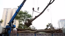Hà Nội chặt hạ, di chuyển 476 cây xanh trên đường Láng
