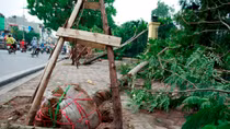 Hà Nội công bố các Công ty trồng cây xanh bị bật gốc
