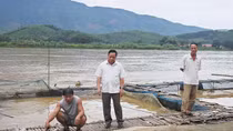 Các hộ dân có cá chết do xả lũ Hòa Bình sẽ được đền bù