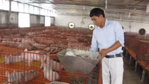 Khẩn cấp ngăn chặn bệnh dịch tả lợn Châu Phi vào Việt Nam