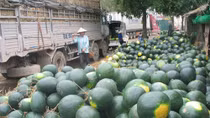 Thủ tướng yêu cầu “giải cứu” nông sản ách tắc tại Tân Thanh