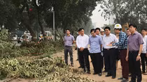 Chủ tịch Hà Nội kiểm tra đánh chuyển cây xanh trên đường Phạm Văn Đồng