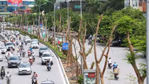 Hà Nội sẽ trồng 300.000 cây xanh trong năm 2018