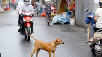 Người Hà Nội đang nuôi gần 500.000 con chó, mèo