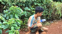 Nửa đêm rủ nhau đốn hạ cây Thủy Tùng hơn 500 năm tuổi