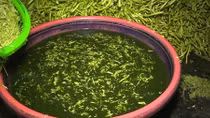 Hãi hùng rau muống nhúng hóa chất 