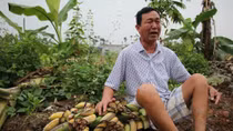 Khóc nghẹn trước 3.000 cây chuối bị giang hồ đất Cảng chém gục