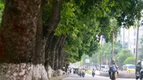 Hàng xà cừ cổ thụ ở Kim Mã sau 8 tháng bị di dời bây giờ ra sao?
