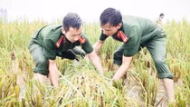 Cán bộ Công an lội bùn giúp dân gặt lúa, dựng lại nhà sau bão