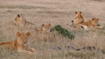 Mê mẩn, sửng sốt với cuộc sống hoang dã ở Masai Mara
