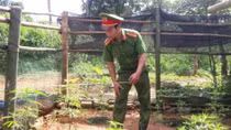 Đối tượng nghiện ma túy trồng cần sa trong vườn nhà