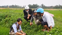 Quảng Trị thiệt hại nặng bởi nạn ốc bươu vàng