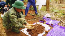 Tìm thấy 4 bộ hài cốt liệt sĩ trong vườn cà phê ở Quảng Trị