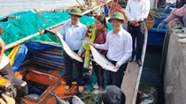 Một tàu cá trúng đậm mẻ cá bè vàng hơn 7 tỉ đồng