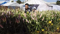 Rực rỡ 17 ngàn gốc hoa Lily, Tulip ở xứ sở nắng gió
