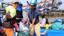 Ngư dân miền Trung trúng đậm “lộc biển” đầu năm