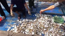 Không có độc tố trong mẫu cá chết trôi dạt vào bờ biển ở Quảng Trị