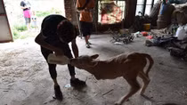 Kỳ lạ con bê mới sinh chỉ có 2 chân