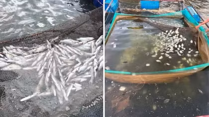 Làm rõ nguyên nhân làm hàng chục tấn cá chết trên sông Thạch Hãn 