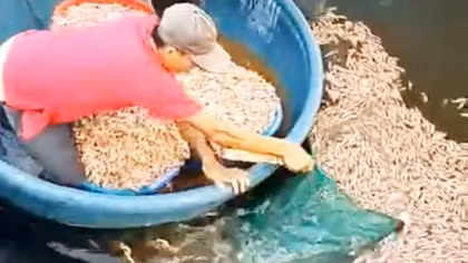 Nghi bị đầu độc, tôm chết nổi trắng mặt hồ ở Quảng Trị