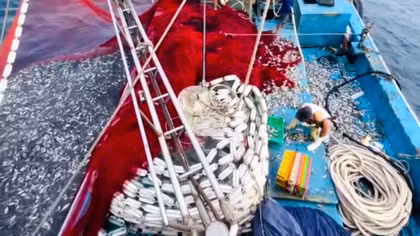 Một ngư dân Huế trúng đậm cá bò, thu tiền tỷ sau 2 chuyến biển