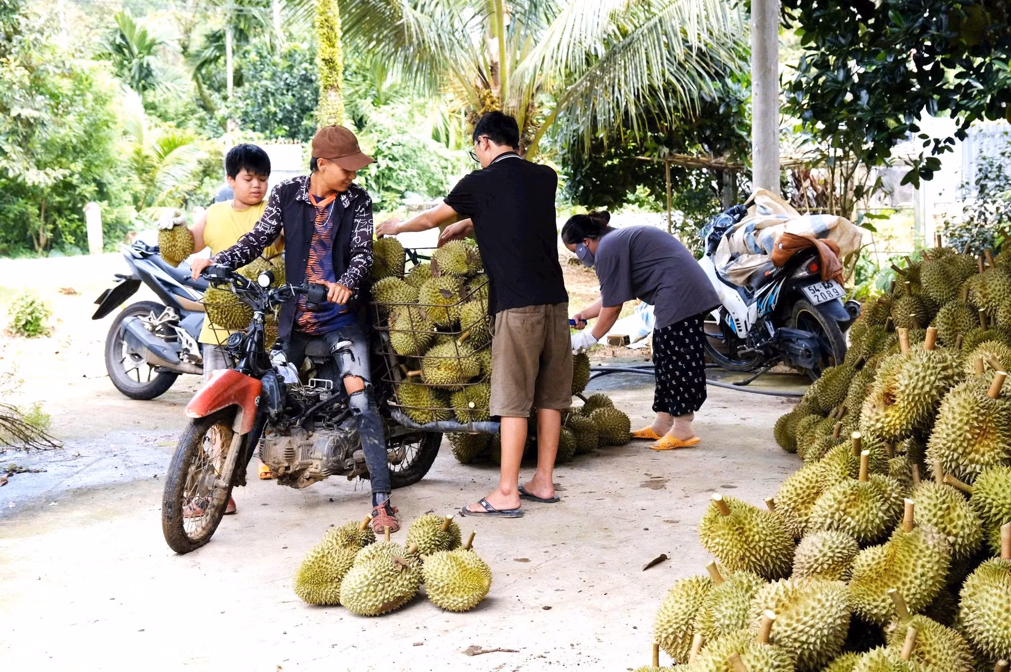 sau-rieng-3.jpg