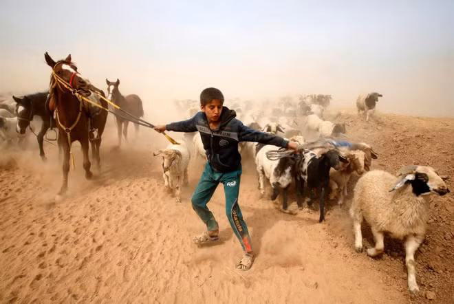 Một cậu bé Iraq đưa đàn gia súc của mình chạy trốn khỏi lực lượng khủng bố tự xưng Nhà nước Hồi giáo (IS) sau khi ngôi làng Abu Jarboa của cậu ở gần Mosul bị chiếm ngày 1-11-2016. Chiến sự tại Mosul đang ngày càng ác liệt, trong bối cảnh quân đội chính phủ tăng cường tấn công để giành lại quyền kiểm soát khu vực trọng yếu này. Ảnh: Reuters.