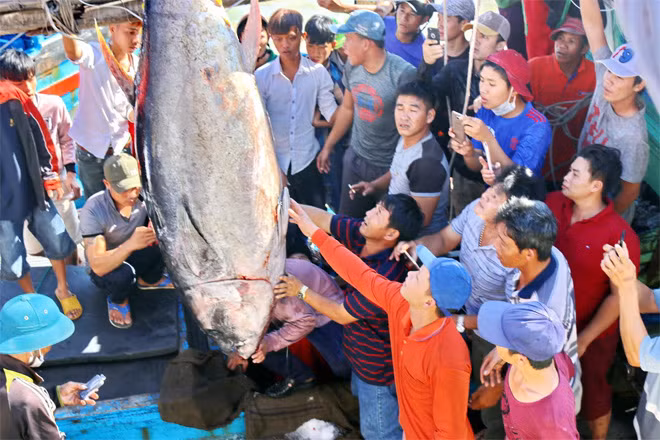 Đông đảo ngư dân đến xem con cá ngừ vây xanh.