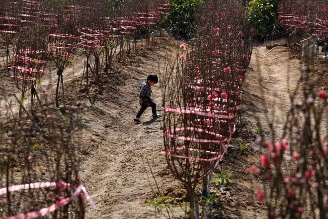 Bé trai chạy giữa hai hàng cây hoa đào. Ảnh:Reuters