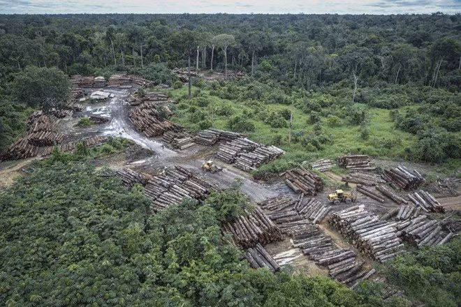 Gỗ rừng xếp thành từng đống ở Brazil sau khi được khai thác từ Amazon. Ảnh: ITN Gỗ rừng xếp thành từng đống ở Brazil sau khi được khai thác từ Amazon. Ảnh: ITN