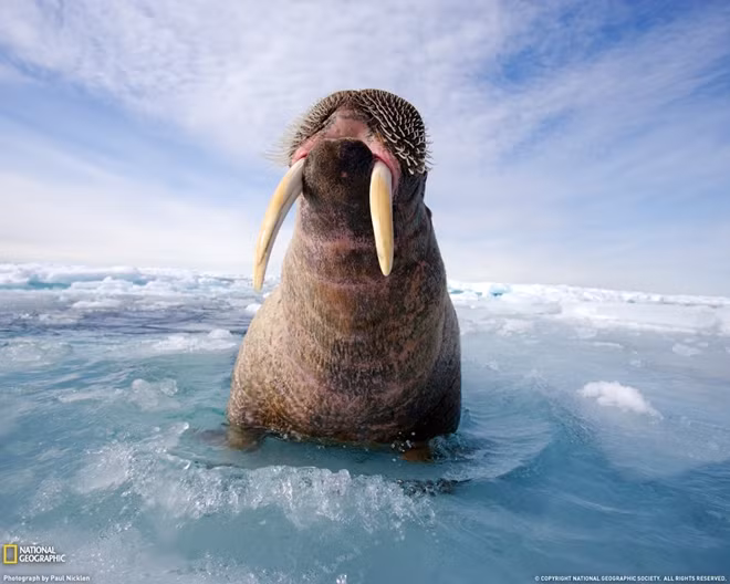 Một chú hải mã sống ở Bắc Cực. Ảnh: National Geographic