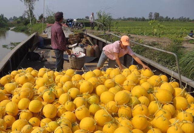 Nông dân thu hoạch dưa hấu.