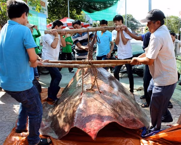 Cá đuối cực khủng. Ảnh Ngân Nguyễn/Báo Đồng Tháp.
