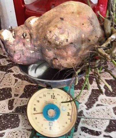 Củ khoai lang nặng hơn 8,5 kg.