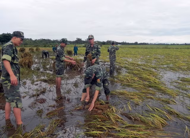 Bộ đội Biên phòng An Giang giúp người dân thu hoạch lúa chạy lũ ở vùng đầu nguồn.