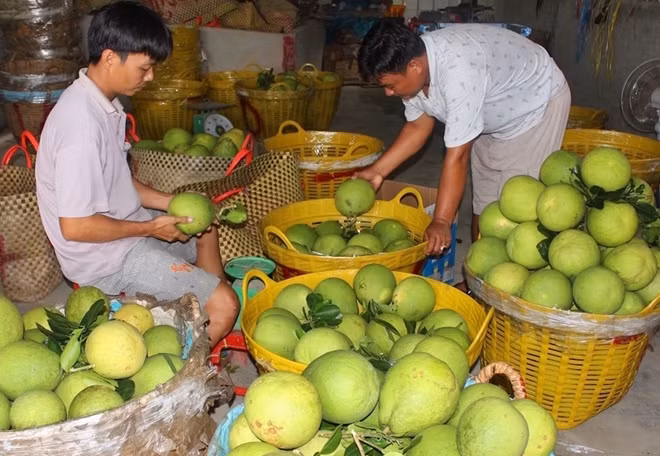 Bưởi Năm Roi hút hàng và bán được giá cao dịp Tết.