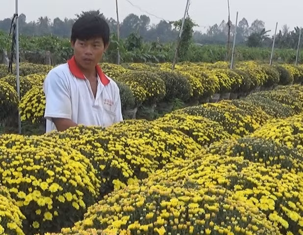 Cúc mâm xôi nở sớm.